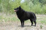 SCHIPPERKE 549